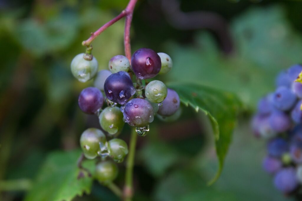 Wild Grape Vine (Vitis Spp.)