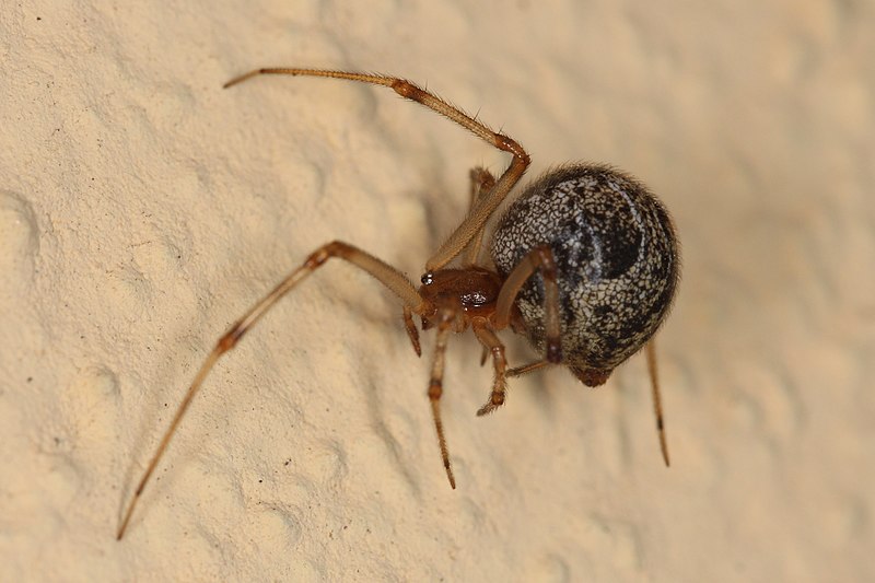 American House Spider (Parasteatoda tepidariorum)