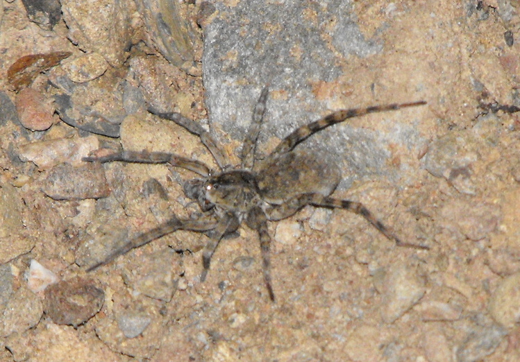 Beach Wolf Spider (Arctosa littoralis)