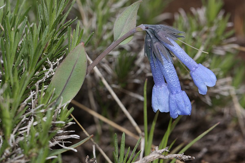 The Small Bluebells (Mertensia Longiflora)