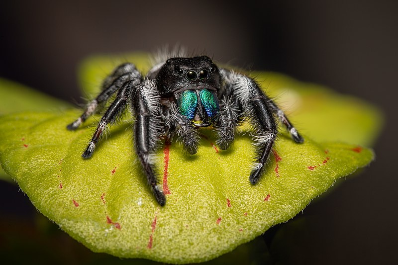Bold jumping Spider (Phidippus audax)