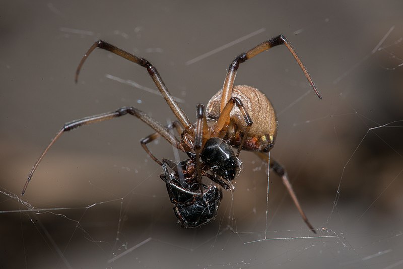 Brown Widow Spider (Latrodectus geometricus)