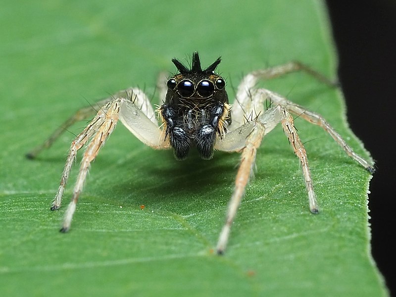 Dimorphic Spinning Spider (Maevia inclemens)