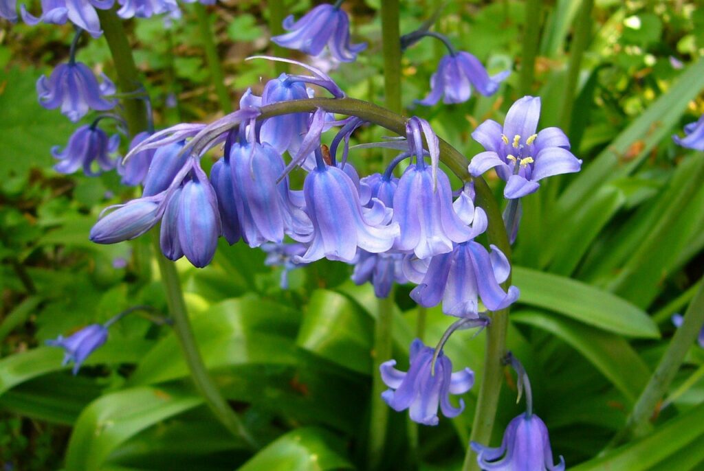 English Bluebell (Hyacinthoides Non-Scripta)