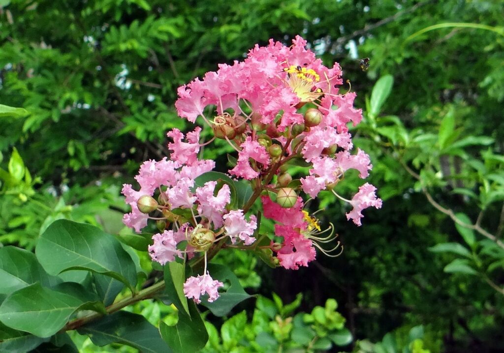 Flowering Crape Myrtle (Lagerstroemia Indica)