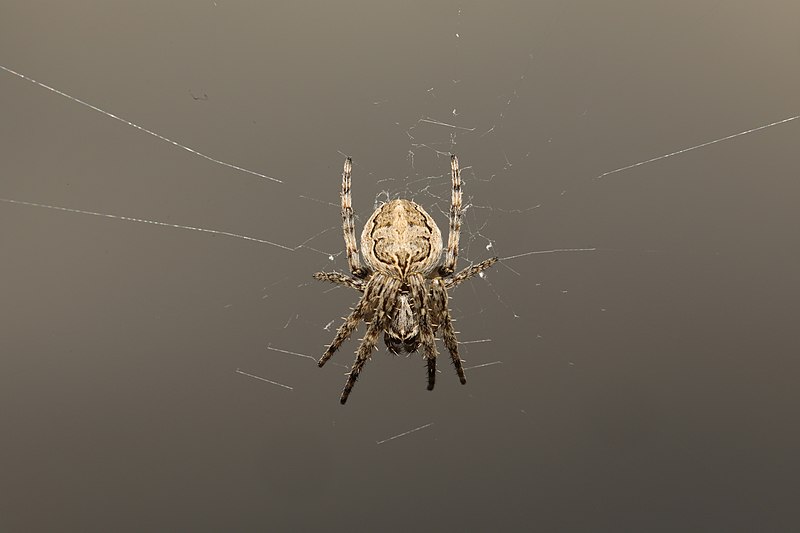 Gray Cross Spider (Larinioides sclopetarius)