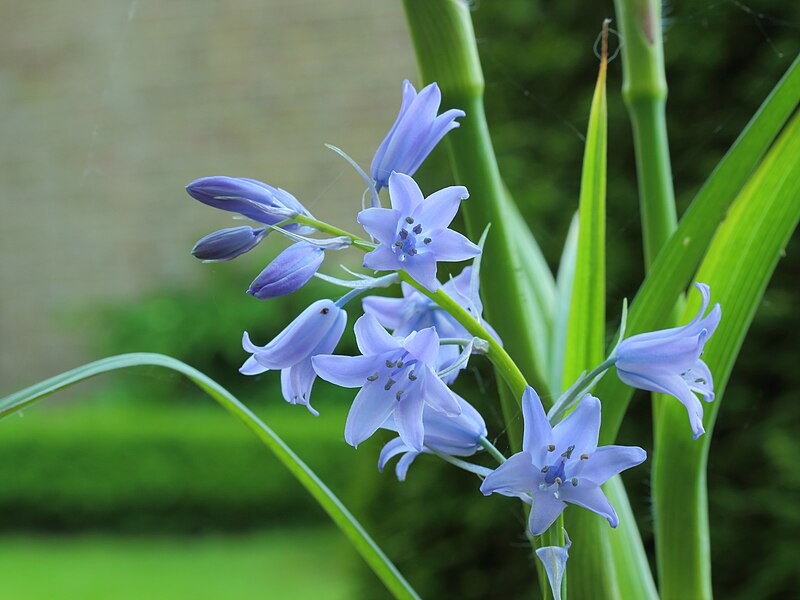 Hybrid Bluebell (Hyacinthoides x Massartiana)