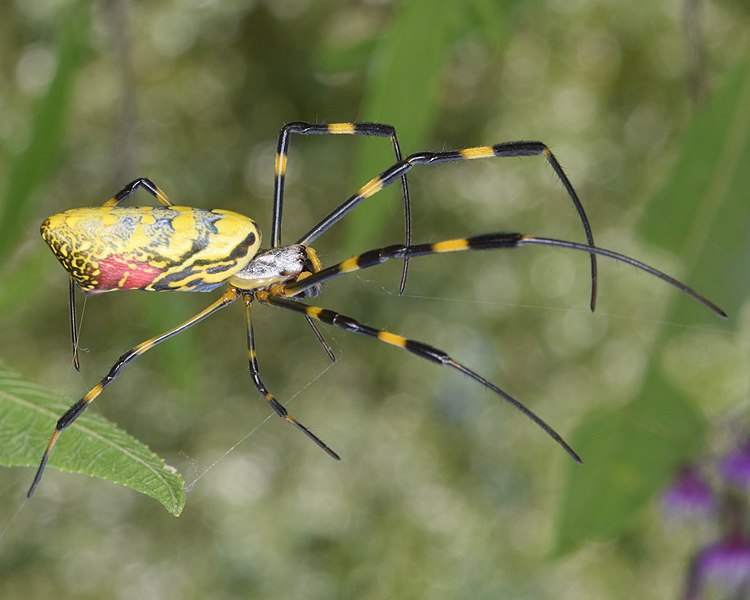 Joro Spider (Trichonephila clavata)