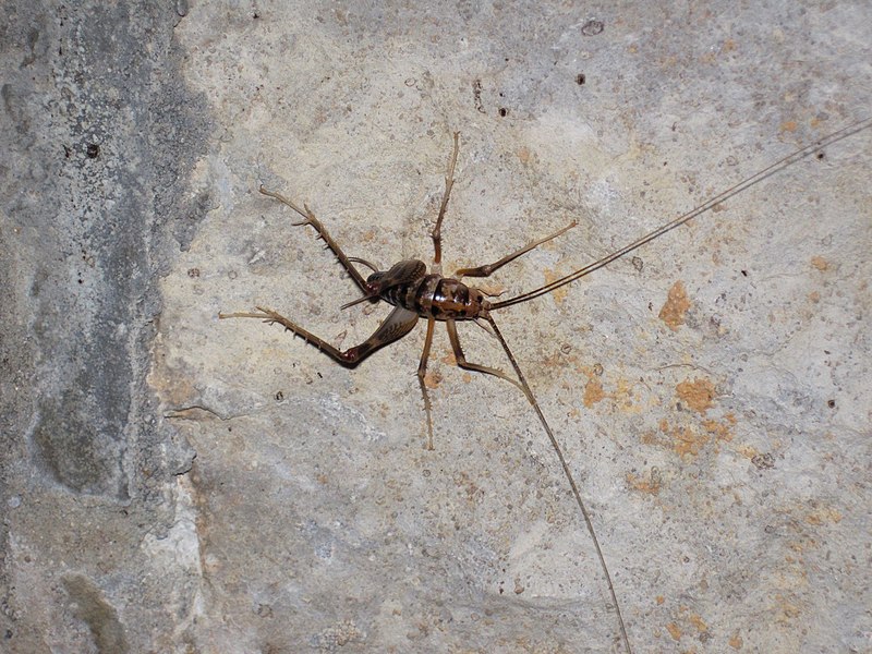 Kentucky Cave Cricket (Ceuthophilus Stygius)