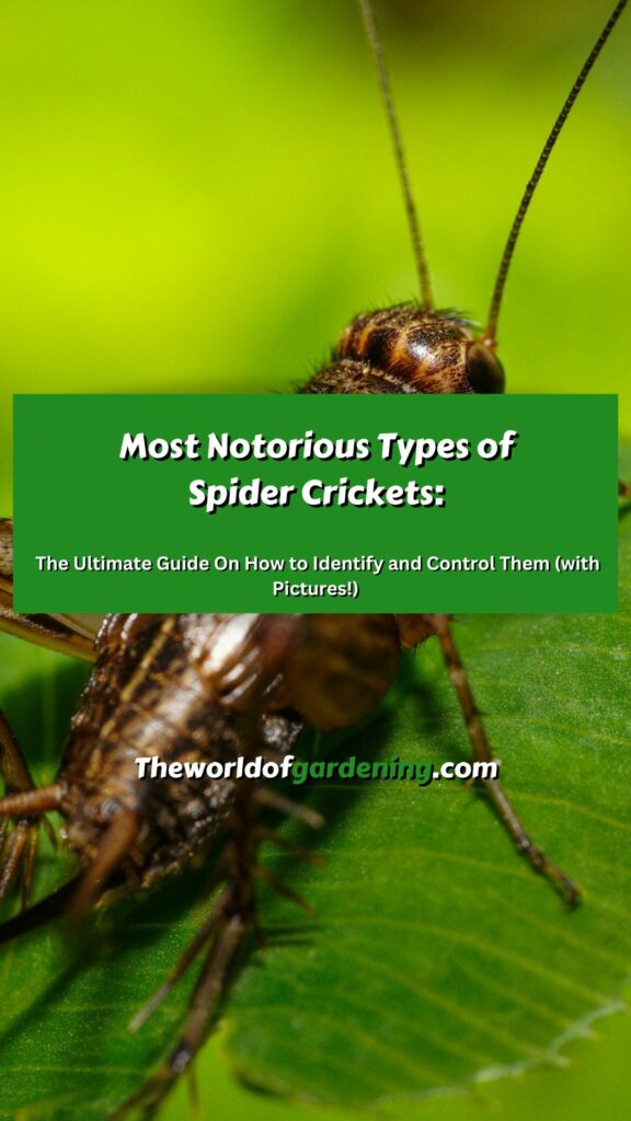 Most Notorious Types of Spider Crickets_ The Ultimate Guide On How to Identify and Control Them (with Pictures!) pinterest image