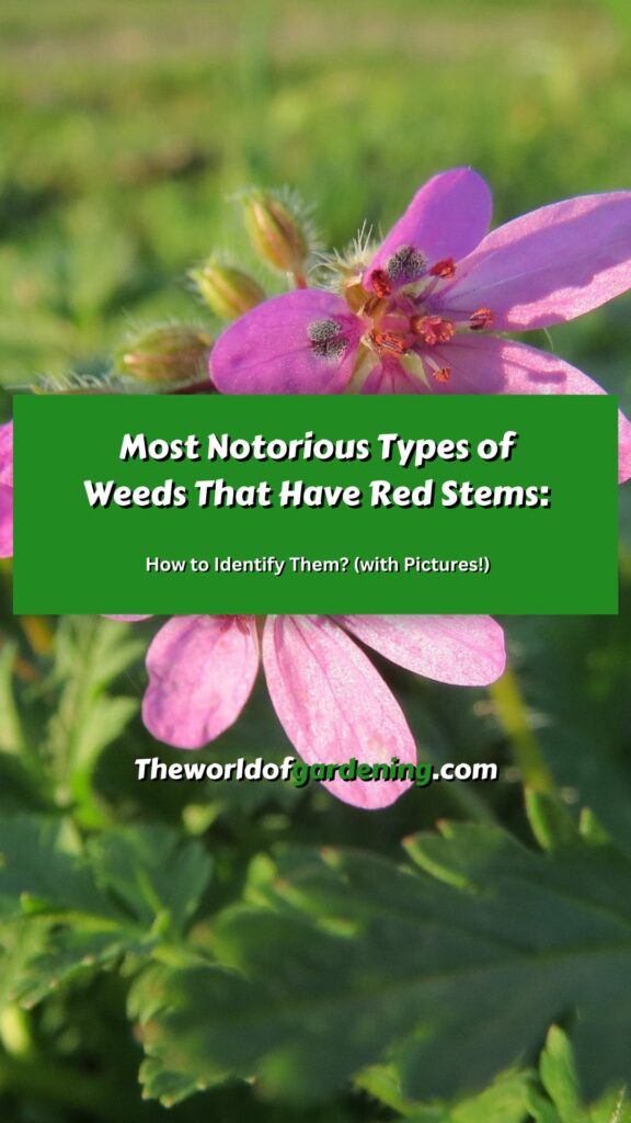 Most Notorious Types of Weeds That Have Red Stems_ How to Identify Them_ (with Pictures!) pinterest image