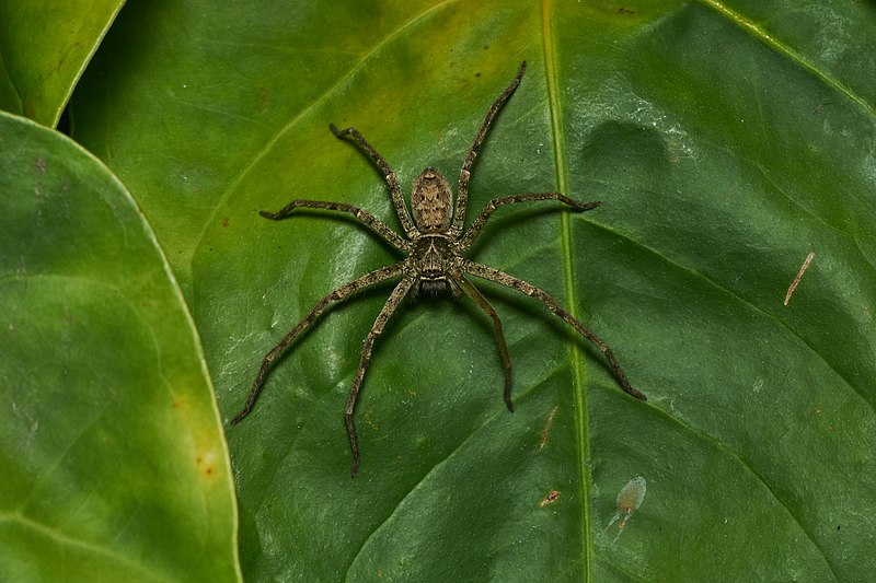 Pantropical Huntsman Spider (Heteropoda venatoria)