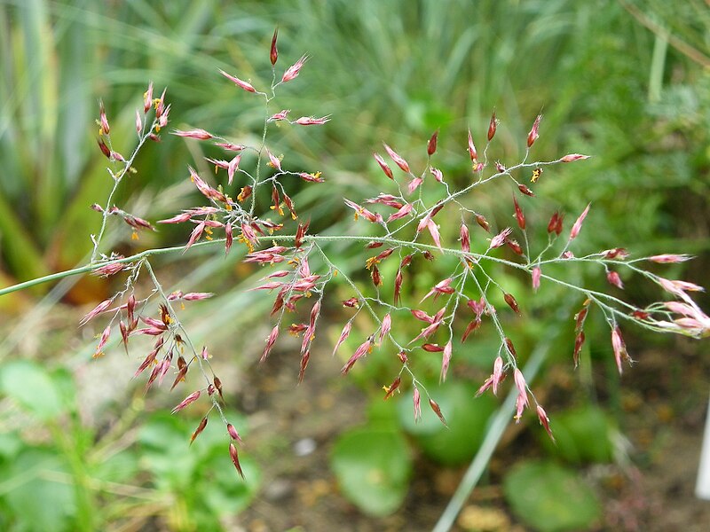 Redtop (Agrostis Gigantea)