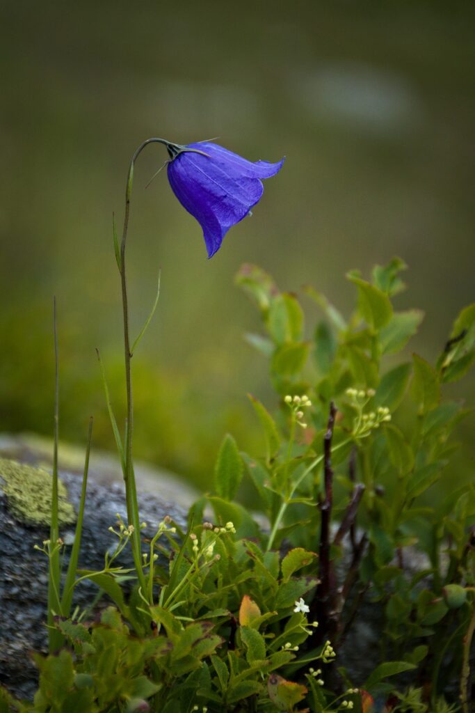 Scottish Bluebell (Campanula Rotundifolia)