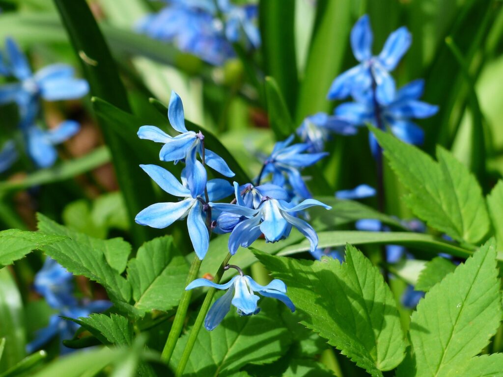 Spanish Bluebell (Hyacinthoides Hispanica)