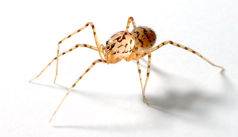 Spider-like Spider (Scytodes Thoracica)