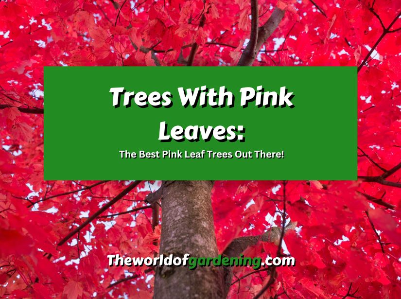 Trees With Pink Leaves_ The Best Pink Leaf Trees Out There! featured image