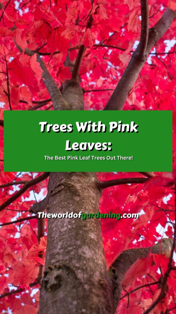 Trees With Pink Leaves_ The Best Pink Leaf Trees Out There! pinterest image