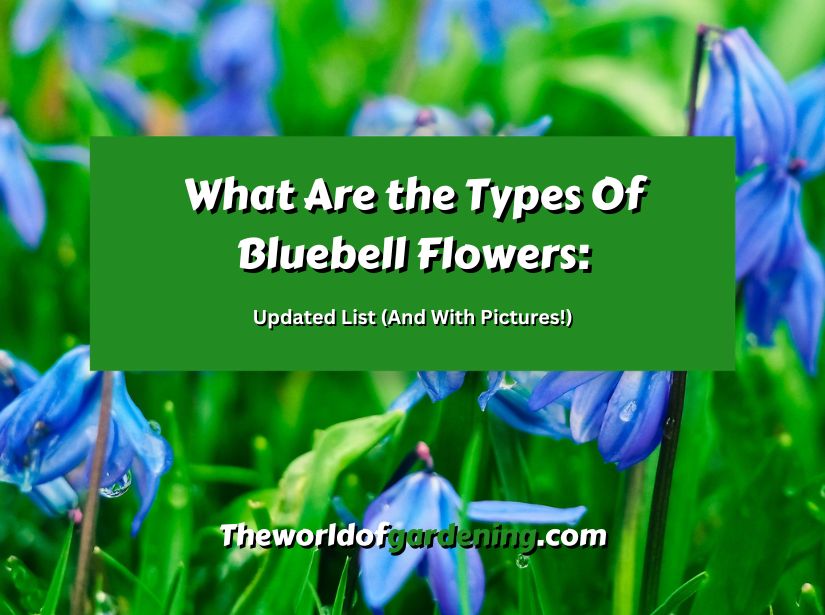 What Are the Types Of Bluebell Flowers_ Updated List (And With Pictures!) featured image