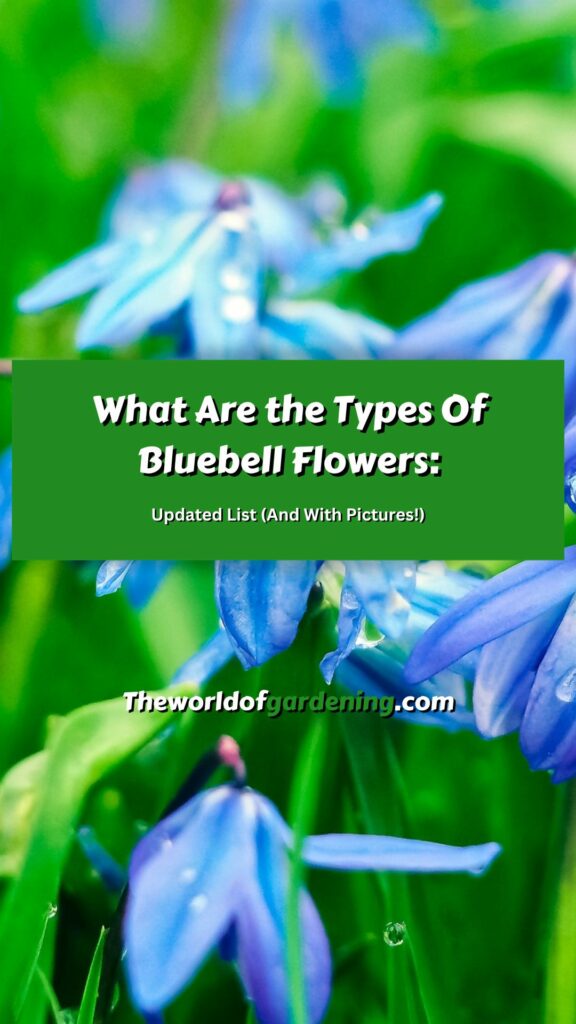 What Are the Types Of Bluebell Flowers_ Updated List (And With Pictures!) pinterest image