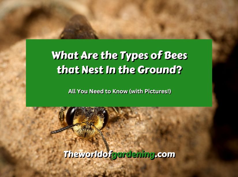 What Are the Types of Bees that Nest In the Ground_ All You Need to Know (with Pictures!) featured image