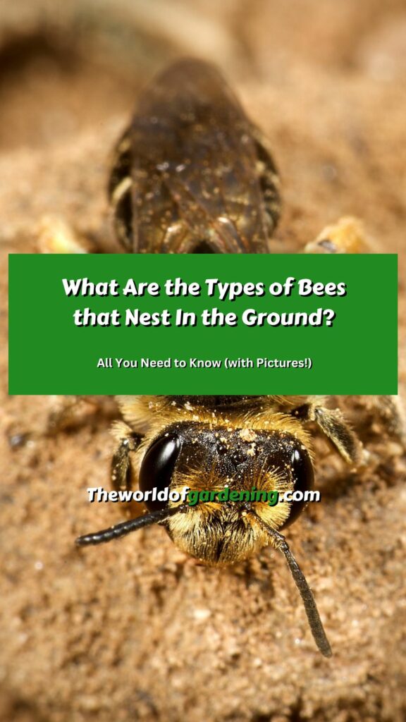 What Are the Types of Bees that Nest In the Ground_ All You Need to Know (with Pictures!) pinterest image