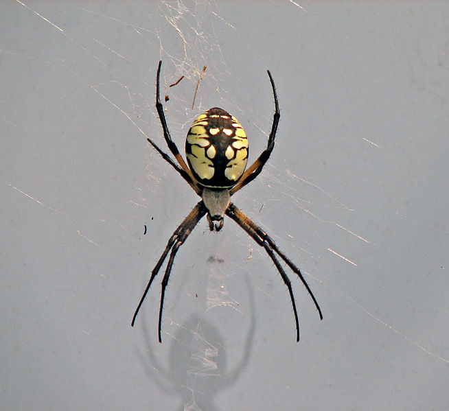 Yellow Garden Spider (Argiope aurantia)